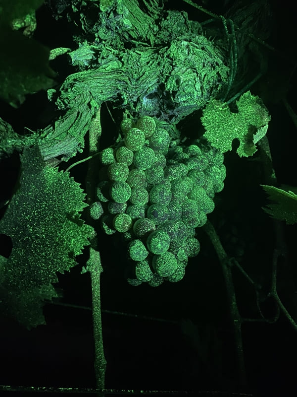 atomizzatore elettrostatico - sistema e funzionamento